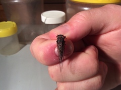 Palapsalta circumdata