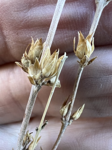 Rothrock's keckiella (Keckiella rothrockii)