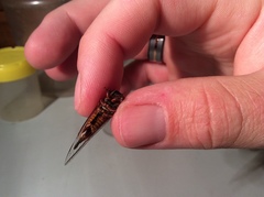 Palapsalta circumdata