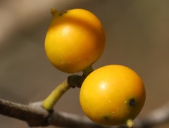 Alyxia spicata
