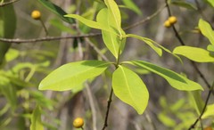Alyxia spicata