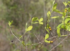 Alyxia spicata