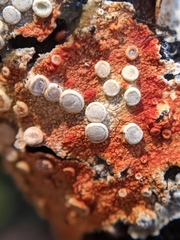 Lecanora caesiorubella