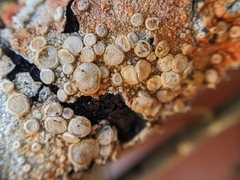Lecanora caesiorubella