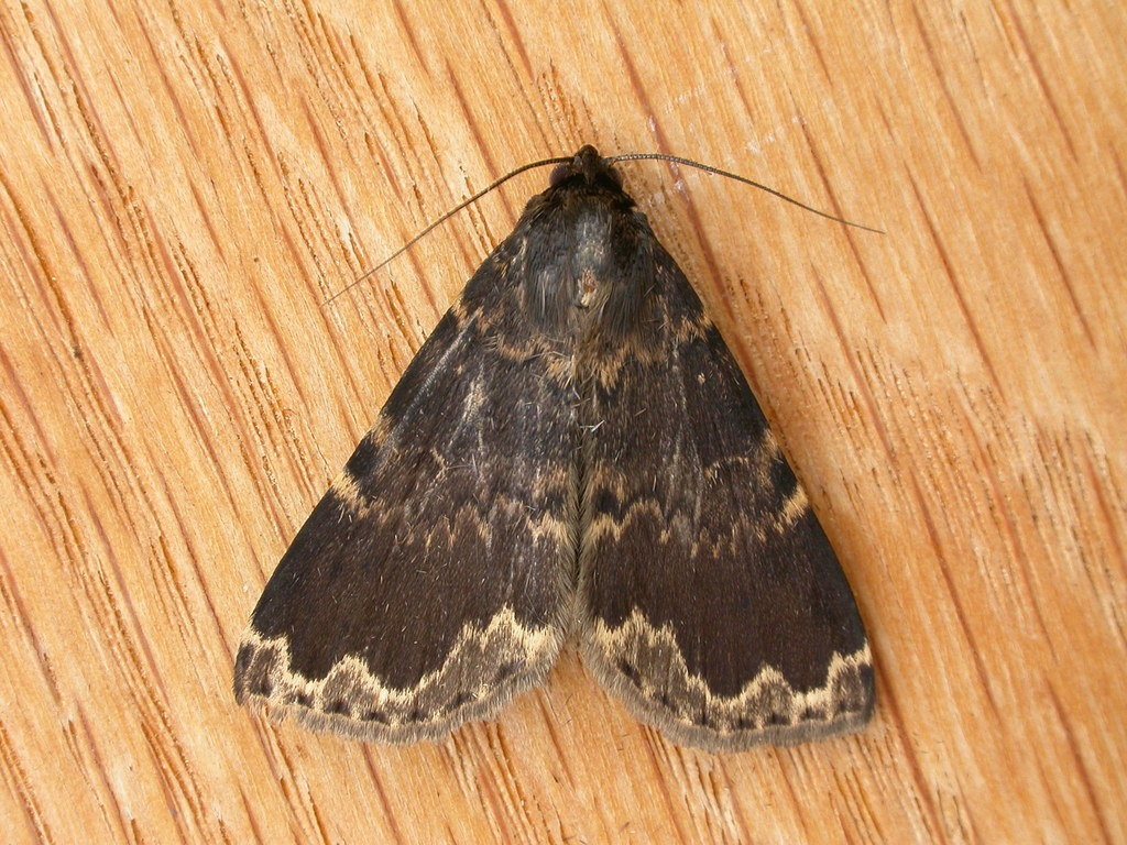 Mormoscopa sordescens