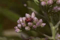 Coleomegilla maculata lengi