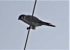 Falco sparverius image