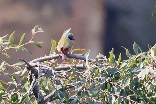 Angola Waxbill (Coccopygia bocagei), photo 2