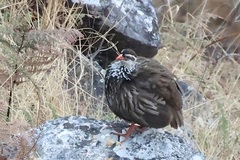 Swierstra's Francolin photo 2