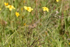 Phyciodes graphica