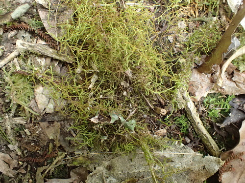 Papillaria crocea observed 2025-11-02