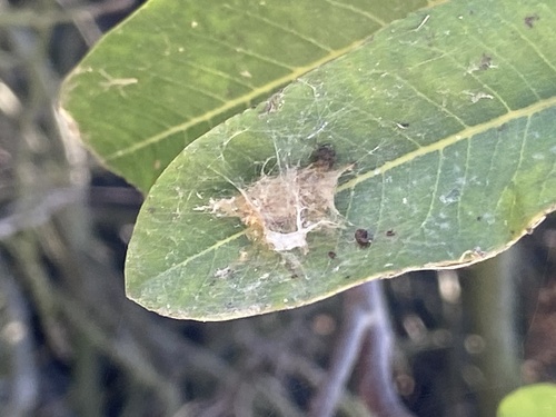 iNaturalist observation photo of Insects