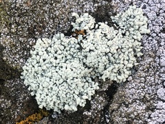 Lecanora phryganitis