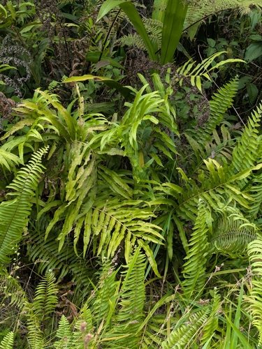 Dentate lattice-vein fern (Meniscium serratum)