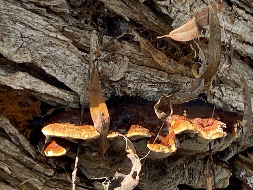iNaturalist observation photo of Shelf Fungi
