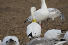 Anser caerulescens atlanticus