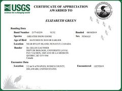 Anser caerulescens atlanticus