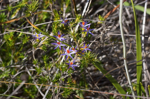 Calectasia narragara (Calectasia narragara)