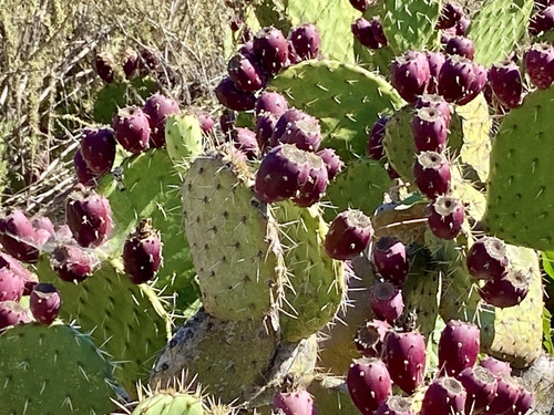 iNaturalist observation photo of Coastal Pricklypear