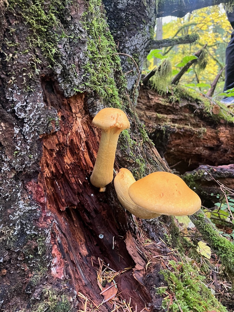Gymnopilus ventricosus · November 2025 · photo: © enspring (iNaturalist, cc0)