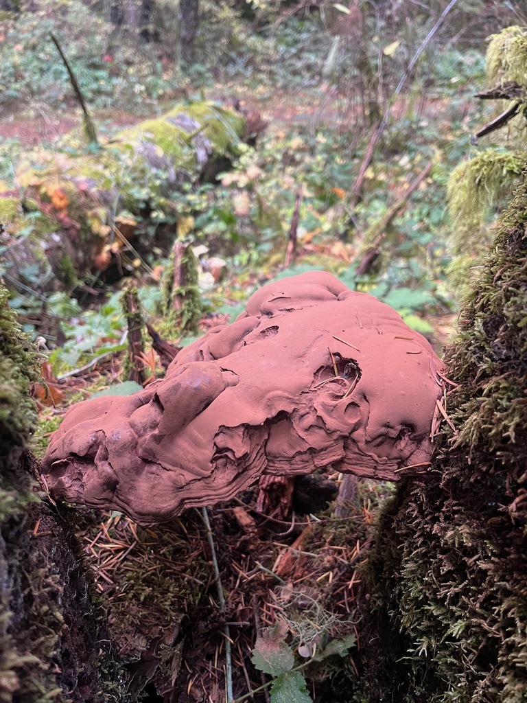 Ganoderma oregonense · November 2025 · photo: © enspring (iNaturalist, cc0)