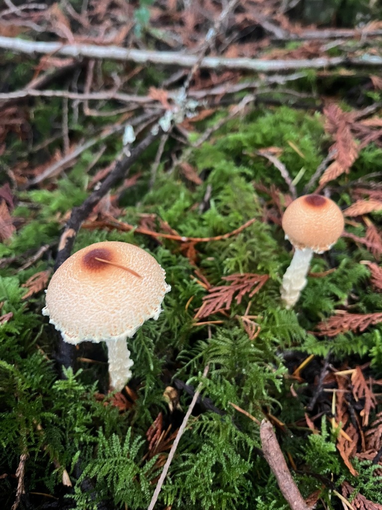Lepiota magnispora
