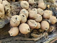 Apioperdon pyriforme image
