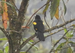 Cacicus chrysonotus