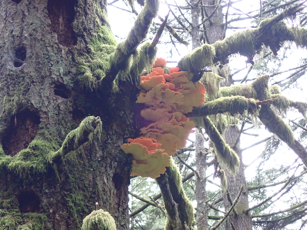 Laetiporus conifericola · November 2025 · photo: © enspring (iNaturalist, cc0)