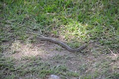 Thamnophis scaliger
