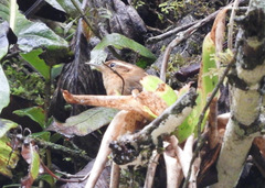 Troglodytes solstitialis