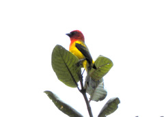 Piranga rubriceps