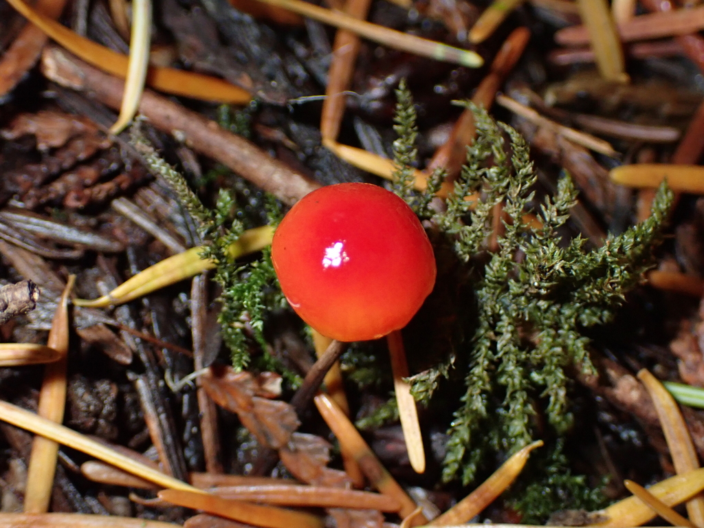 Hygrocybe sp. 'CA04' · November 2025 · photo: © enspring (iNaturalist, cc0)
