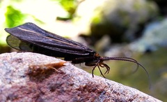 Nerophilus californicus