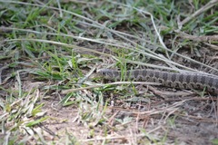 Thamnophis scaliger