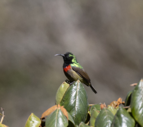 Usambara Double-collared Sunbird (Cinnyris usambaricus)
