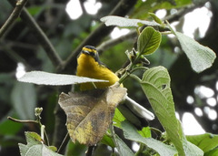 Myioborus melanocephalus