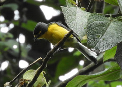 Myioborus melanocephalus