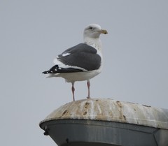 Larus schistisagus