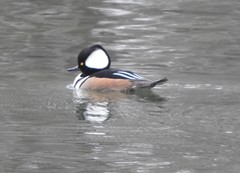 Lophodytes cucullatus