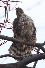 Accipiter cooperii