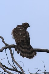 Accipiter cooperii