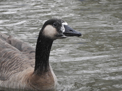 Anser anser × Branta canadensis