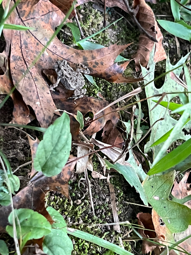 Fowler's Toad
