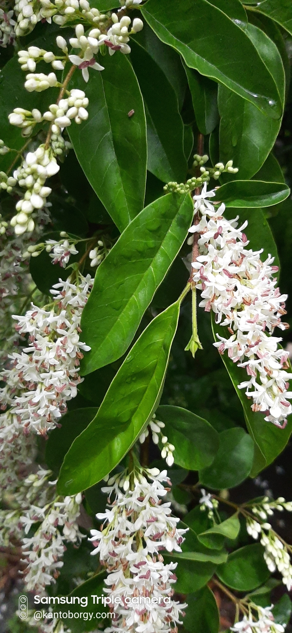 Ligustrum sinense image
