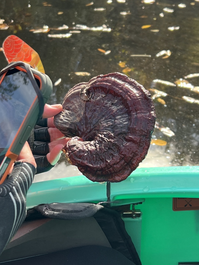 Ganoderma sessile · November 2025 · photo: © annegp (iNaturalist, cc0)
