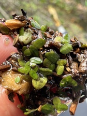 Spirodela punctata, photograph Anne Parker, CC BY, iNaturalist via GBIF