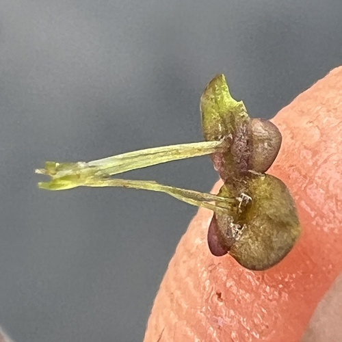 Spirodela punctata, photograph 4