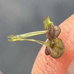 Spirodela punctata, photograph Anne Parker, CC BY, iNaturalist via GBIF