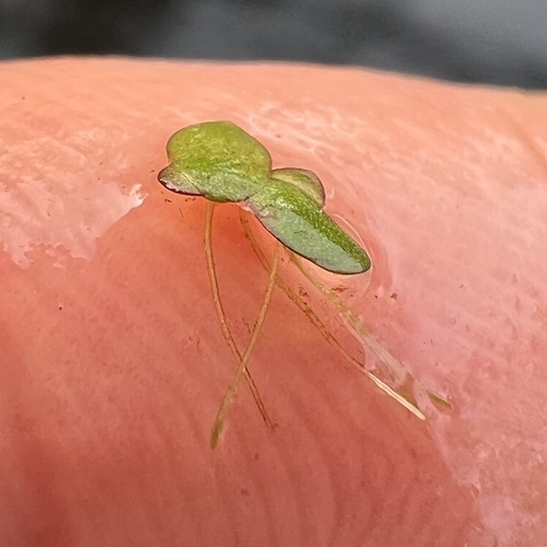 Spirodela punctata, photograph 5